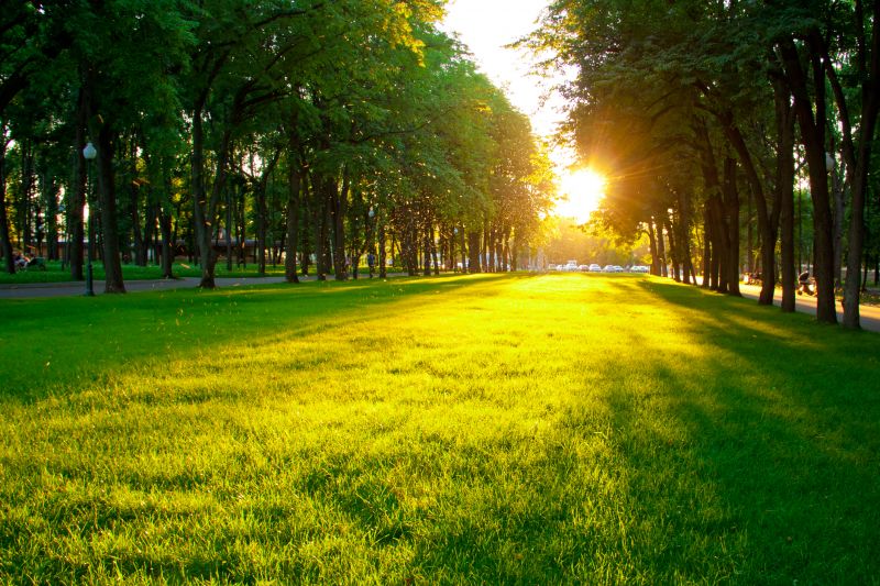 Commercial Lawn Treatment