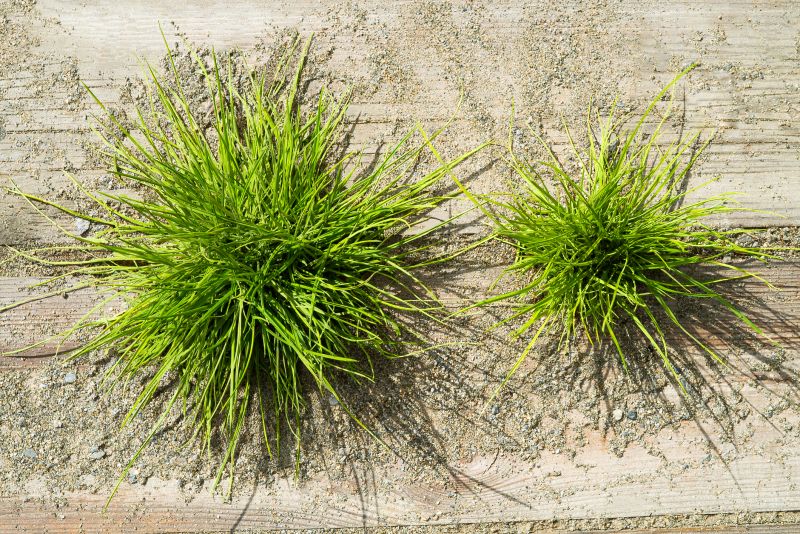 Crabgrass Prevention