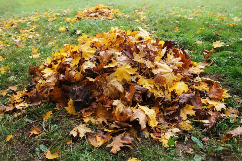 Mulched Leaves on Lawn