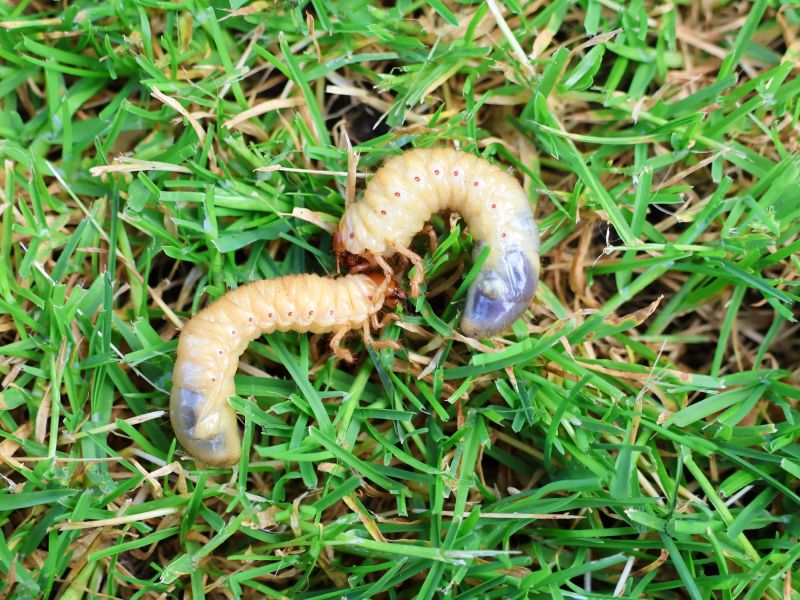 Grub Control detail