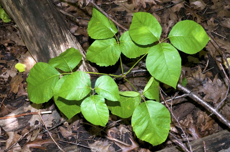 Poison Ivy Removal detail