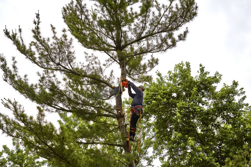 Hemlock Removal