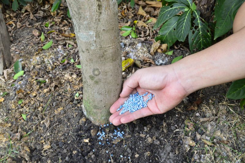 Lawn Fertilization Service