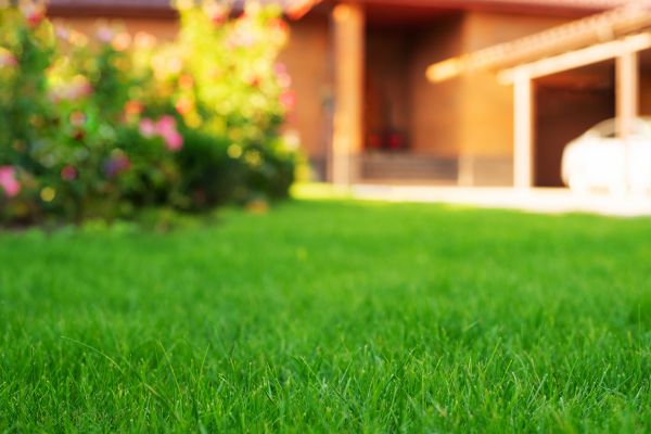 Lawn Renovation Service