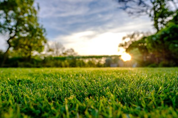 Lawn Top Dressing