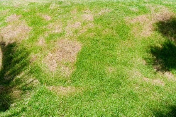 Lawn Fungus Treatment in Auburn