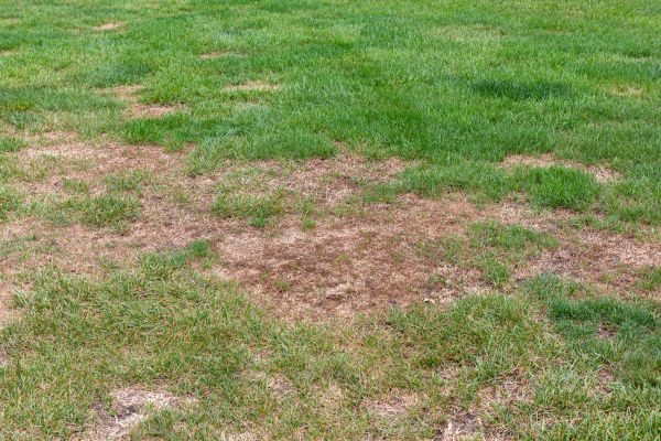 Lawn Disease Control