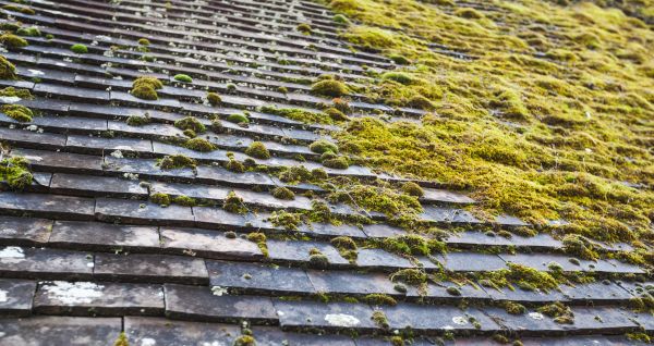 Moss Remediation
