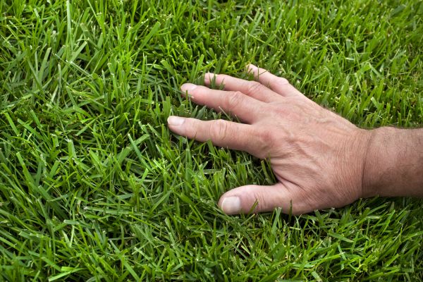 Lawn Nourishment