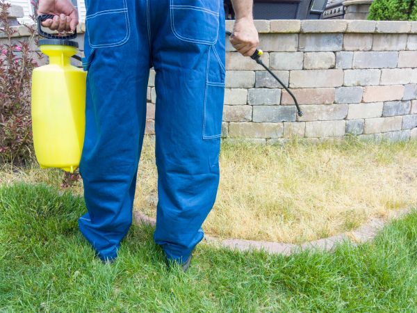 Lawn Disease Management