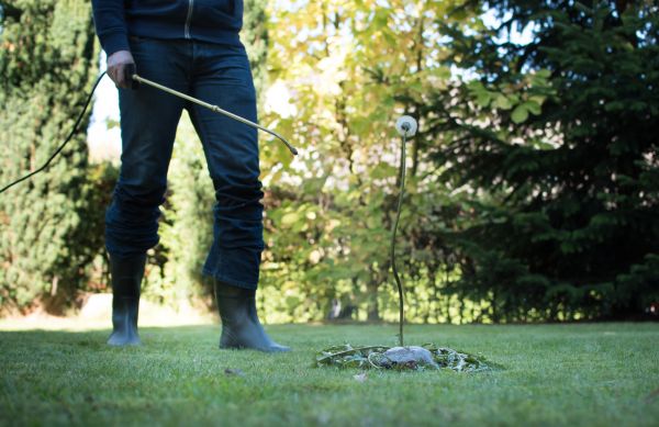 Lawn Weed Treatment