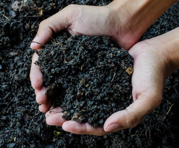 Organic Lawn Fertilization