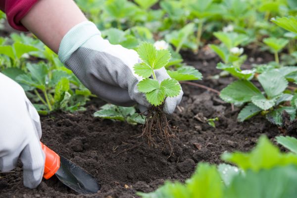 Garden Treatment
