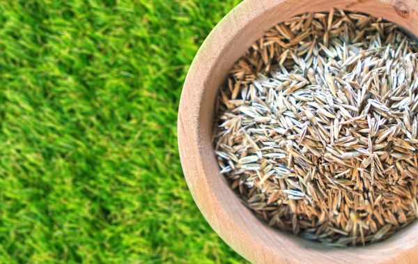 Spring Lawn Overseeding