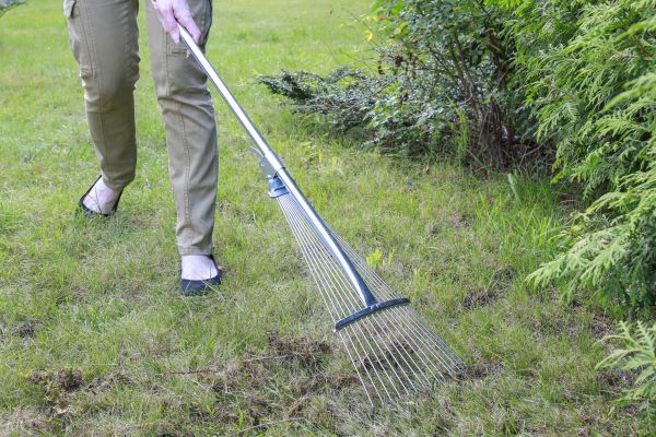 Lawn Moss Control in Auburn