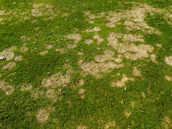 Lawn Fungus Control