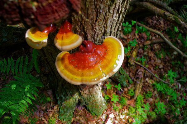 Mushroom Removal Service