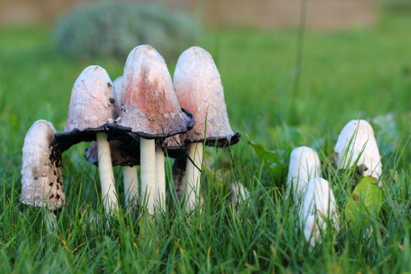 Lawn Mushroom Treatment Service