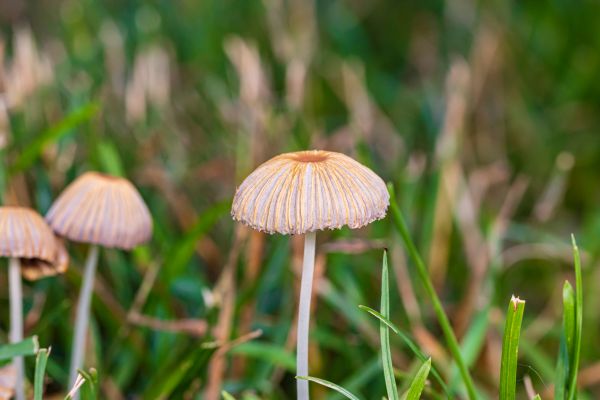 Lawn Fungus Removal in Auburn